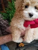 Romeo, a male Maltipoo for sale in Bolivar, MO – 4 of 10