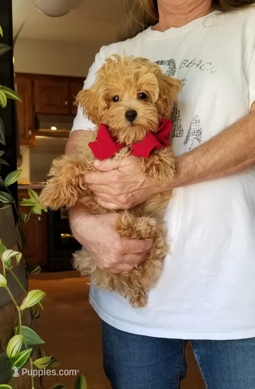 Rubble  – Maltipoo puppy for sale in Bolivar, MO