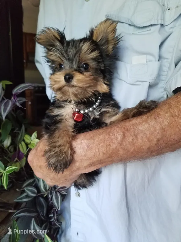 Maxx – Yorkshire Terrier puppy for sale in Bolivar, MO