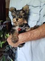 Maxx, a male Yorkshire Terrier for sale in Bolivar, MO – 7 of 10