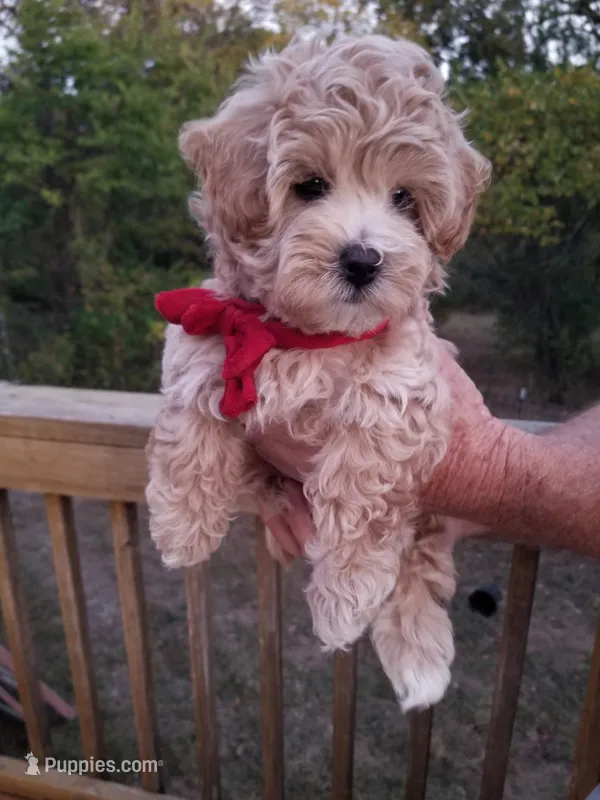 Rubble  – Maltipoo puppy for sale in Bolivar, MO