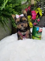 Libby, a female Yorkshire Terrier for sale in Bolivar, MO – 8 of 10