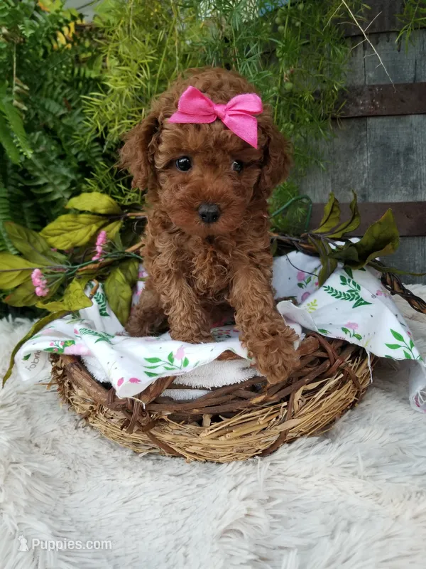 Apple – Poodle - Toy  puppy for sale in Bolivar, MO