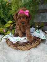 Apple, a female Poodle - Toy  for sale in Bolivar, MO – 5 of 10