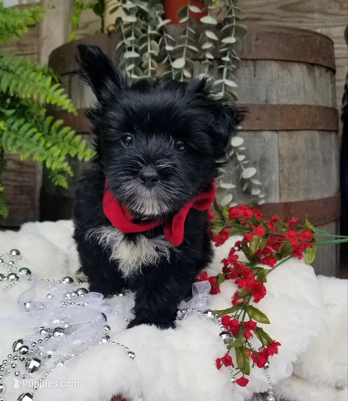 Whiskers  – Morkie puppy for sale in Bolivar, MO