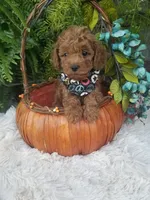 Dr. Pepper, a male Poodle - Toy  for sale in Bolivar, MO – 3 of 10