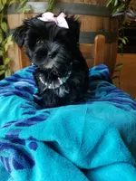 Snow Paws, a female Morkie for sale in Bolivar, MO – 5 of 9