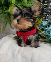 Mickey , a male Yorkshire Terrier for sale in Bolivar, MO – 3 of 10