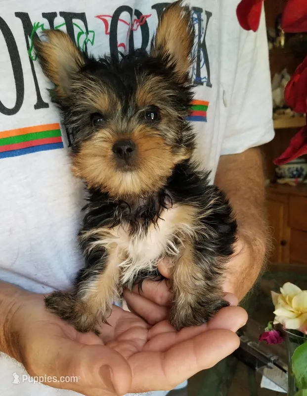 Abou – Yorkshire Terrier puppy for sale in Bolivar, MO