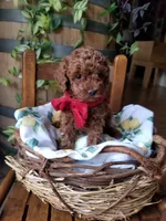 Peppers , a male Poodle - Toy  for sale in Bolivar, MO – 3 of 8