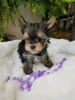 Lincoln , a male Morkie for sale in Bolivar, MO – 3 of 10