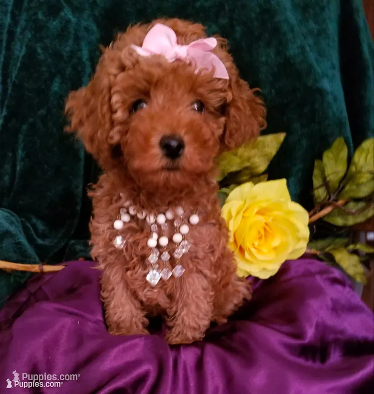 Scarlett  – Poodle - Toy  puppy for sale in Bolivar, MO