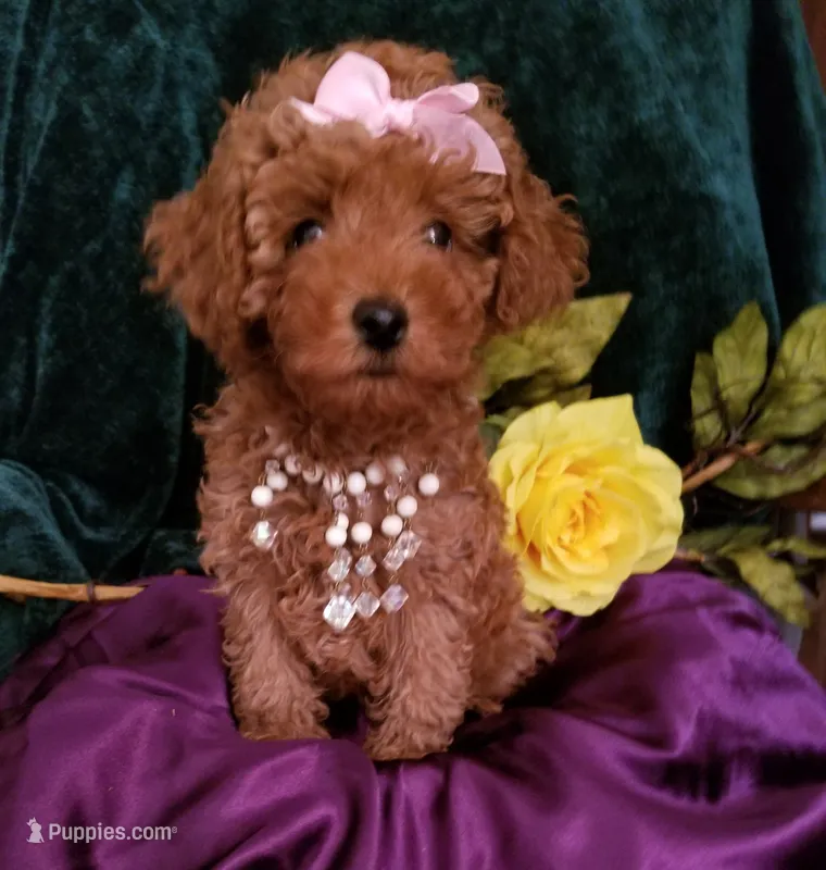 Scarlett  – Poodle - Toy  puppy for sale in Bolivar, MO