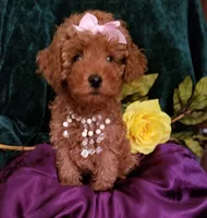 Scarlett , a female Poodle - Toy  for sale in Bolivar, MO – 1 of 10