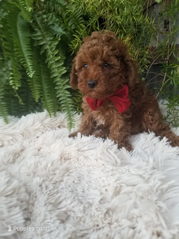 Hudson  – Poodle - Toy  puppy for sale in Bolivar, MO