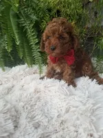 Hudson , a male Poodle - Toy  for sale in Bolivar, MO – 2 of 10