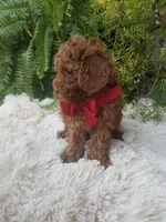 Hudson , a male Poodle - Toy  for sale in Bolivar, MO – 4 of 10