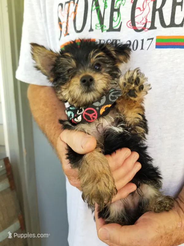 Lucas  – Yorkshire Terrier puppy for sale in Bolivar, MO
