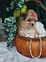 Kitty , a female Morkie for sale in Bolivar, MO – 9 of 10