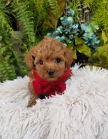 Tabasco , a male Poodle - Toy  for sale in Bolivar, MO – Photo 1 of 4