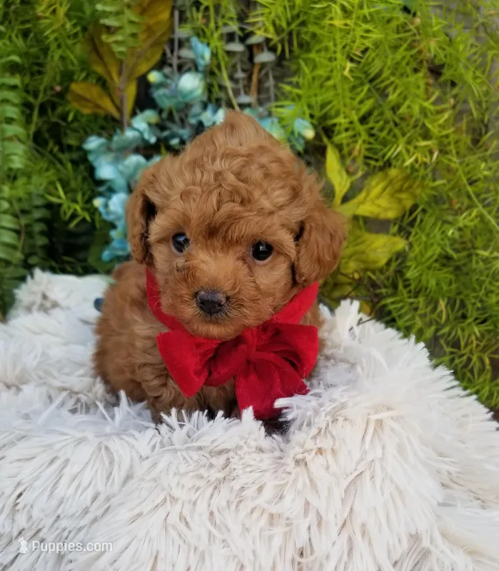 Tabasco  – Poodle - Toy  puppy for sale in Bolivar, MO