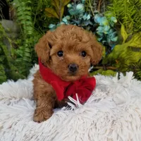 Tabasco , a male Poodle - Toy  for sale in Bolivar, MO – Photo 2 of 4