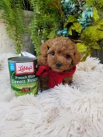 Tabasco , a male Poodle - Toy  for sale in Bolivar, MO – Photo 3 of 4