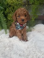 Dr. Pepper, a male Poodle - Toy  for sale in Bolivar, MO – 7 of 10