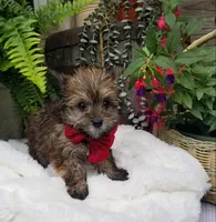 Benny, a male Morkie for sale in Bolivar, MO – 9 of 10