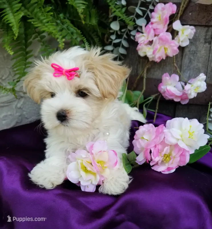 Lilo – Morkie puppy for sale in Bolivar, MO