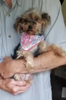 Hannah, a female Yorkshire Terrier for sale in Bolivar, MO – 2 of 2