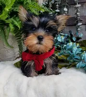 Mickey , a male Yorkshire Terrier for sale in Bolivar, MO – 6 of 10