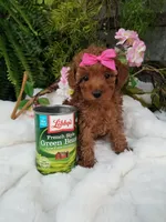 Dolly, a female Poodle - Toy  for sale in Bolivar, MO – 8 of 10