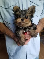 Maxx, a male Yorkshire Terrier for sale in Bolivar, MO – 4 of 10
