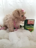 Daffy , a female Maltipoo for sale in Bolivar, MO – Photo 10 of 10