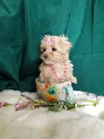 Daffy , a female Maltipoo for sale in Bolivar, MO – Photo 6 of 10