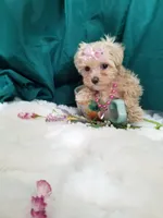 Daffy , a female Maltipoo for sale in Bolivar, MO – Photo 8 of 10