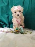 Daffy , a female Maltipoo for sale in Bolivar, MO – Photo 3 of 10