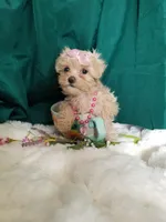 Daffy , a female Maltipoo for sale in Bolivar, MO – Photo 7 of 10