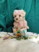 Daffy , a female Maltipoo for sale in Bolivar, MO – Photo 1 of 10