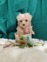 Daffy , a female Maltipoo for sale in Bolivar, MO – Photo 2 of 10