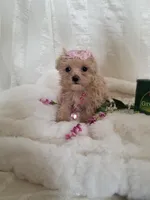 Daffy , a female Maltipoo for sale in Bolivar, MO – Photo 9 of 10