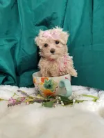 Daffy , a female Maltipoo for sale in Bolivar, MO – Photo 5 of 10