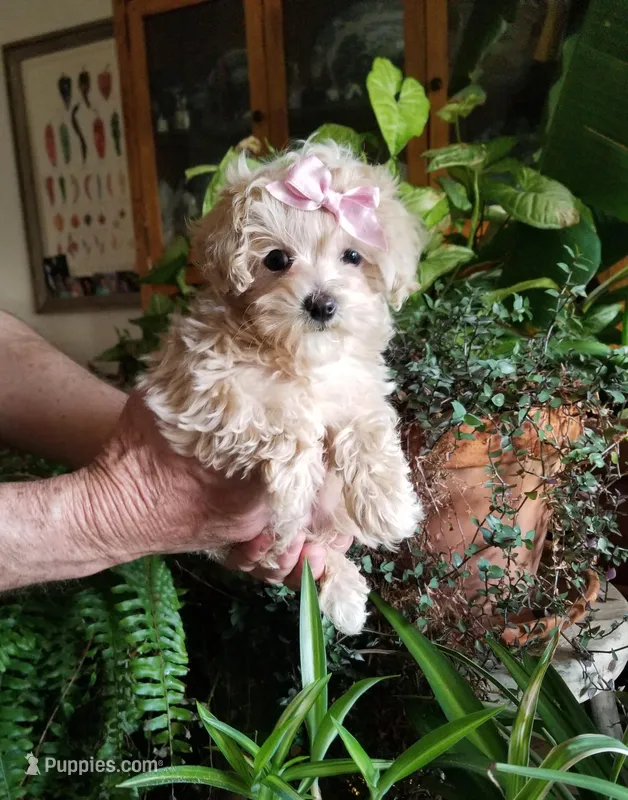 Daffy  – Maltipoo puppy for sale in Bolivar, MO