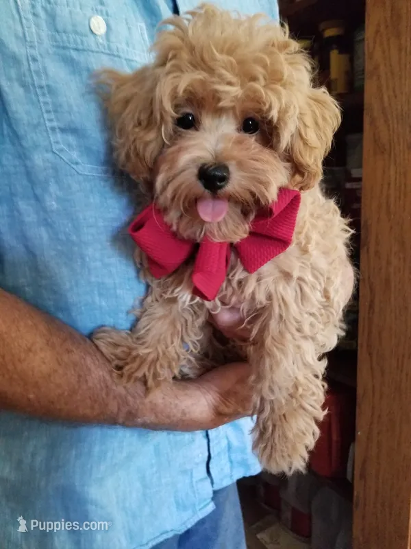 Rubble  – Maltipoo puppy for sale in Bolivar, MO