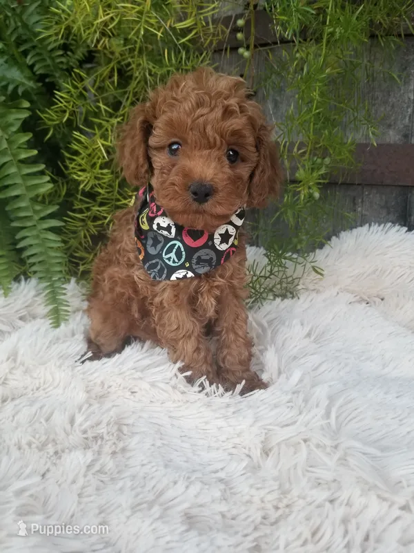 Dr. Pepper – Poodle - Toy  puppy for sale in Bolivar, MO