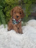 Dr. Pepper, a male Poodle - Toy  for sale in Bolivar, MO – 8 of 10