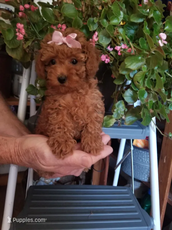 Dolly – Poodle - Toy  puppy for sale in Bolivar, MO