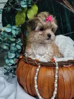 Kitty , a female Morkie for sale in Bolivar, MO – 4 of 10
