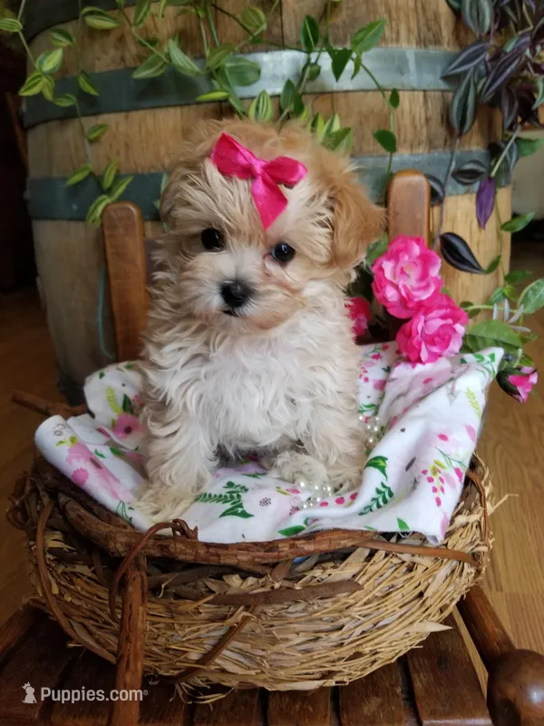 Izzy – Maltipoo puppy for sale in Bolivar, MO